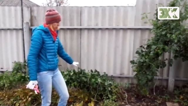 УКРЫТИЕ ПЛЕТИСТЫХ РОЗ НА ЗИМУ - ЛУЧШИЕ СОВЕТЫ смотреть онлайн