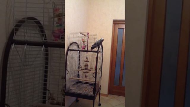 жако активничает) смотреть онлайн