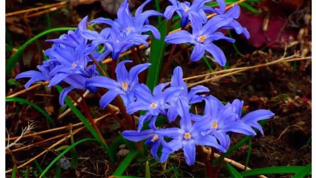 Хионодокса