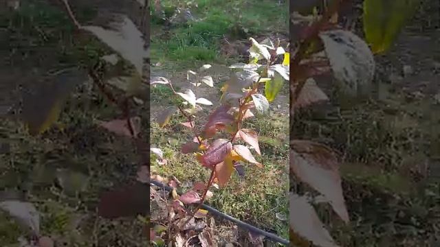 Голубика уходит в зиму. Эксперимент с черенками . смотреть онлайн