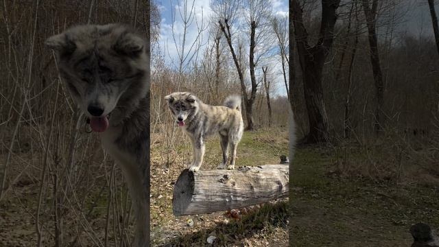 Служебный акитос смотреть онлайн