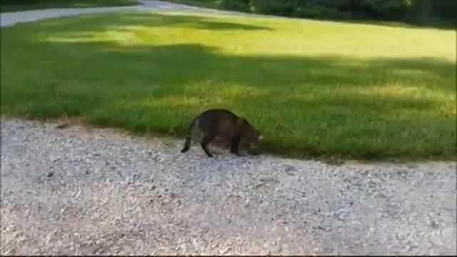 Бурундук набрался наглости, наглый грызун смотреть онлайн