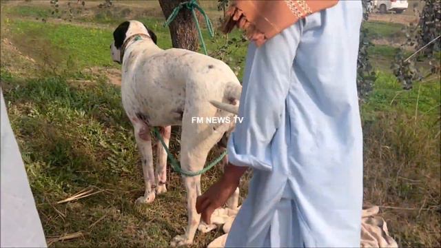 White And Black Beautiful Bully Kutta 2023 By @FM TV смотреть онлайн