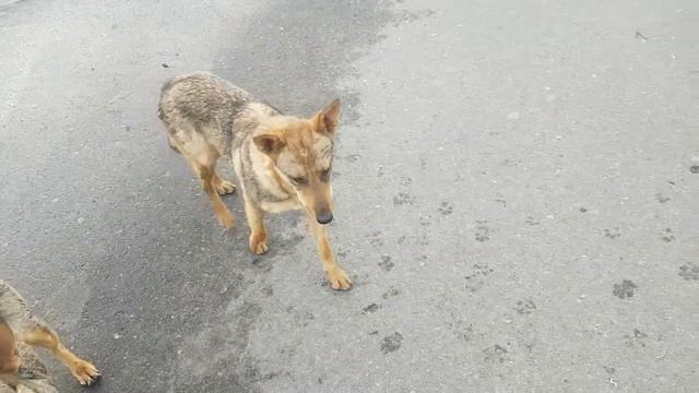 Внеплановое кормление бездомных собачек смотреть онлайн