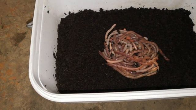 Дендробена. Вторая волна. смотреть онлайн