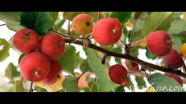 Урожай яблок смотреть онлайн