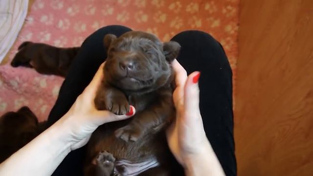 Внеплановая вязка. Щенки без документов. В чем подвох? смотреть онлайн