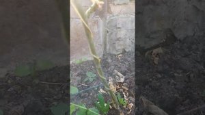Формировка маракуйи (пассифлоры или страсноцвета съедобного)