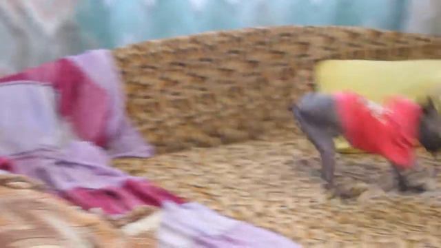 Xolo mini baby смотреть онлайн