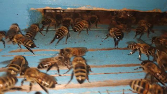 Пчелы делают мёд. смотреть онлайн