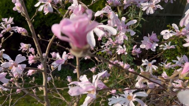 Magnolia - History of this flowering tree dates back to over 100 million years | Learn more … смотреть онлайн