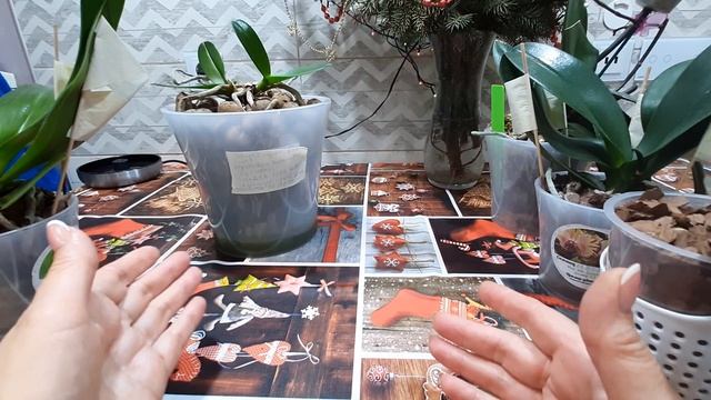 Вторая стимуляция орхидей формулексом и сукцинатом аммония не принесла результатов за две недели. смотреть онлайн