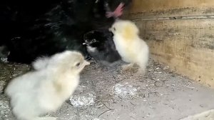 Курочка несушка высиживает яйца. Цыплята.