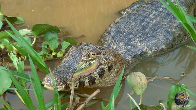 Мир Приключений - Обезьяны ревуны и капуцины. Гигантские выдры и ягуары. Пантанал. Бразилия. смотреть онлайн