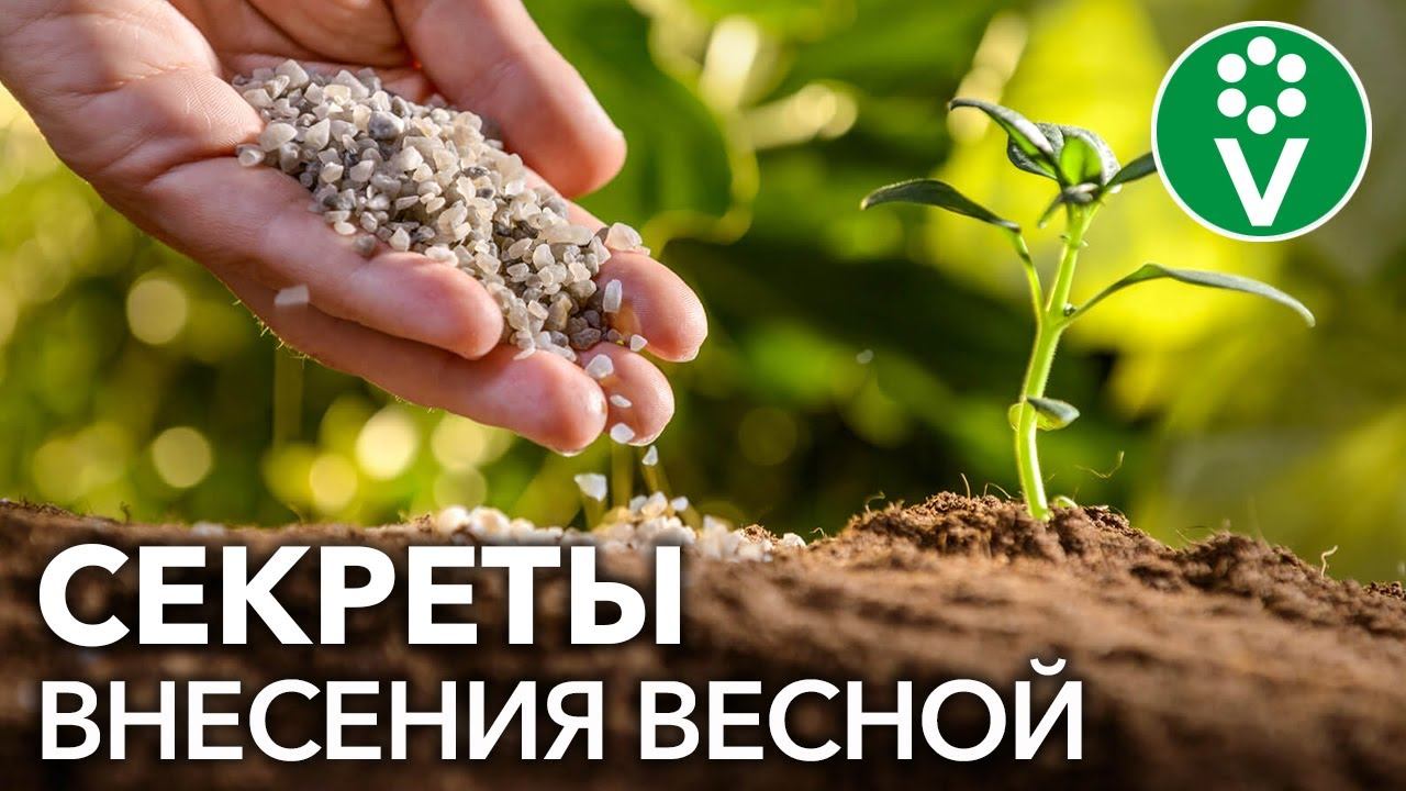 ВЕСНОЙ АЗОТНЫЕ УДОБРЕНИЯ ВНОШУ ТОЛЬКО ТАК! Секрет эффективного внесения азотных удобрений смотреть онлайн