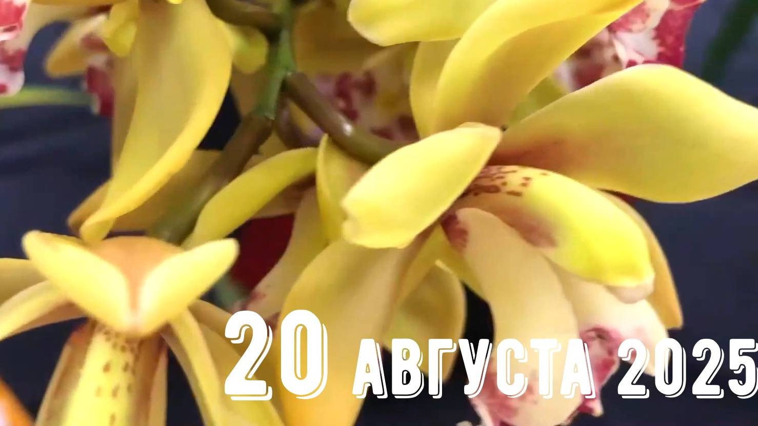 Грабли веерные Для любителей канала Грабли Live 20.08.2025 смотреть онлайн