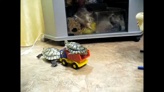 Черепахи и грузовик смотреть онлайн