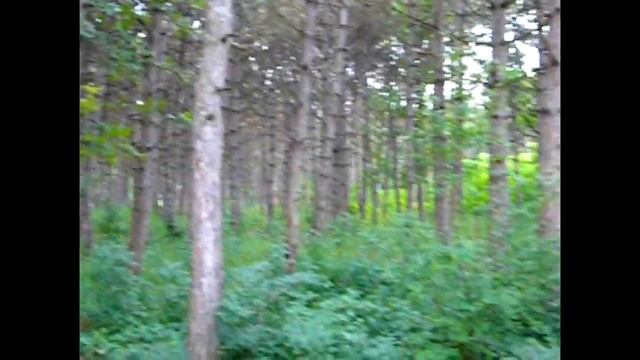 Кормим Птичек - Синичек с Рук в Лесу в Крыму смотреть онлайн