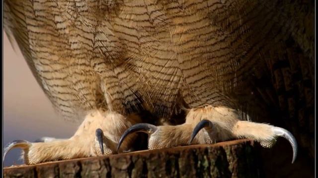 кто живет в лесу - сова смотреть онлайн