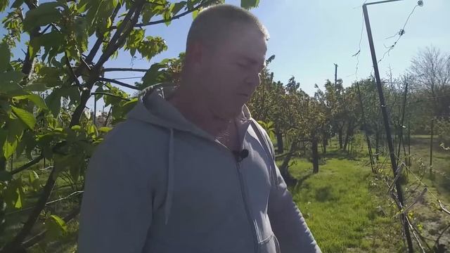 Удобрение и полив винограда смотреть онлайн