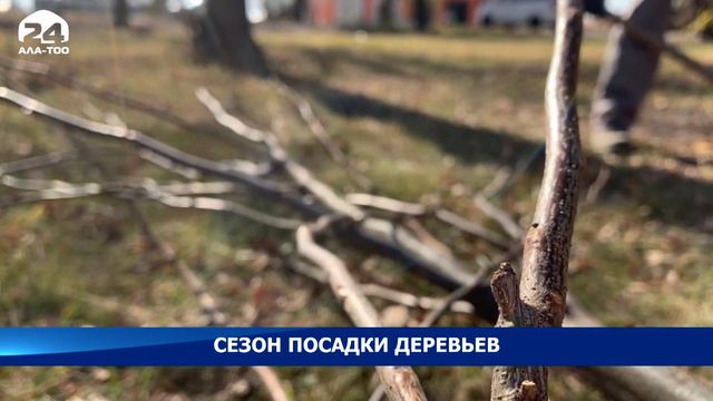 В Бишкеке стартовал сезон осенних посадок деревьев смотреть онлайн