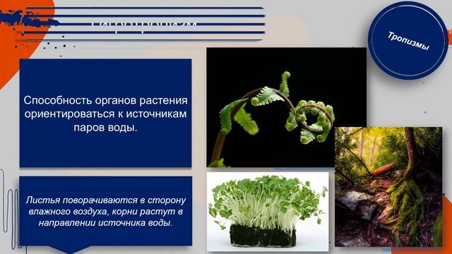 Biology для всех. Раздражимость организмов, Baranciuc Liudmila