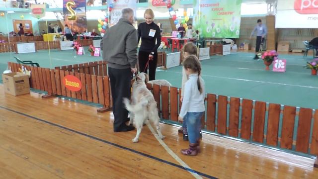 GLORIOUS DESTINY BRIGHT SPARK. Выставка собак, щенки.