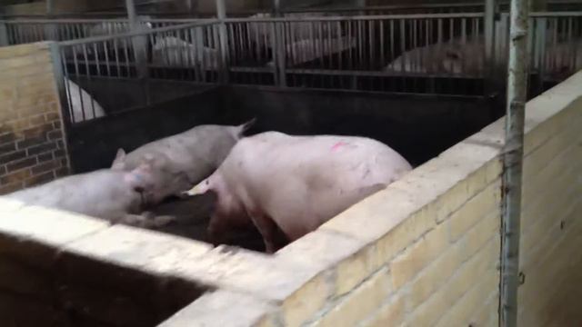 Кабан хвастается смотреть онлайн