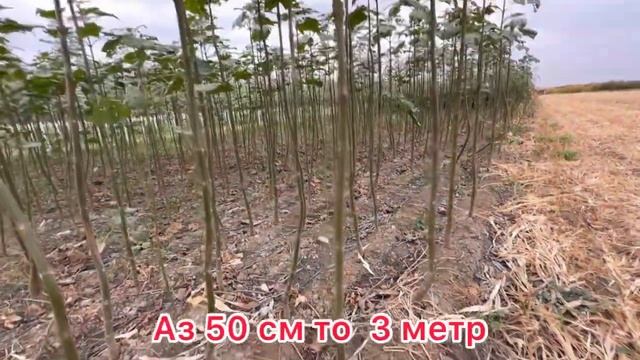 Павлония дар нохияи Б.Гафуров смотреть онлайн