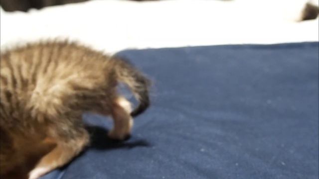 ヨチヨチ子猫がかわいい顔で構ってアピールをしてくる。【赤ちゃん猫】【保護猫】 смотреть онлайн
