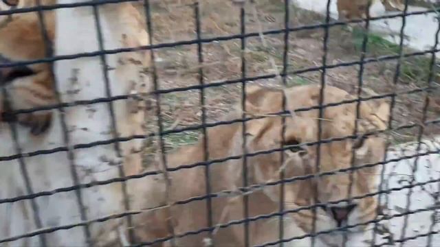 Молодые львицы хозяйки вольера. Тигров тоже удалось угостить. смотреть онлайн