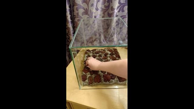 Оформление 3D стены в аквариуме и запуск аквариума с буцефаландрами смотреть онлайн