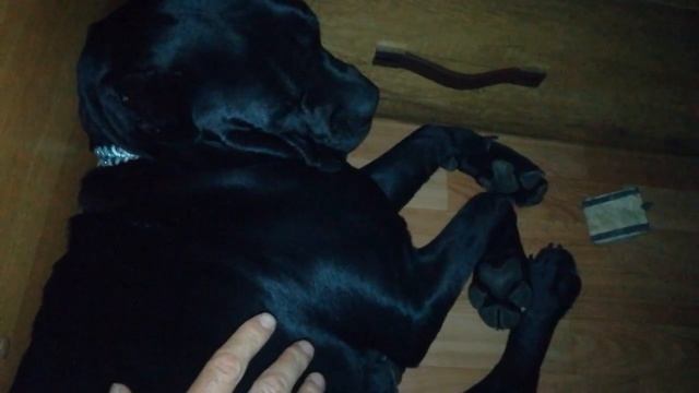 Храп во сне Кане-корсо смотреть онлайн