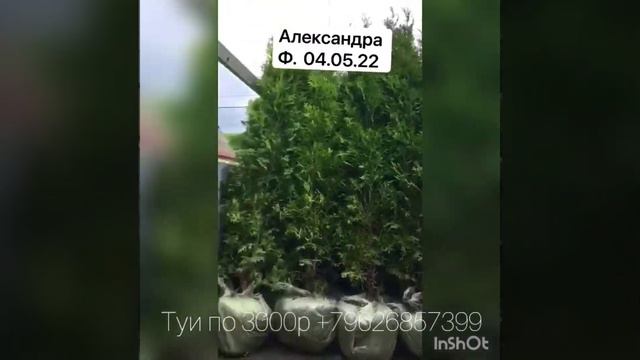Туи оптом дёшево! смотреть онлайн