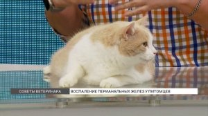 Воспаление параанальных желез у питомцев