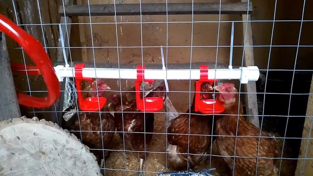 Ниппельные поилки для кур (птицы). смотреть онлайн