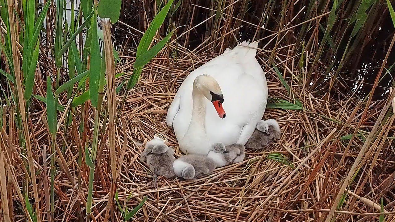 Маленькие Лебедята / Little Swans (Cygnus olor) смотреть онлайн