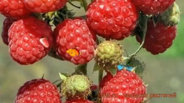 Малина традиционная Бригантина (rubus brigantina) ? обзор: как сажать, саженцы малины Бригантина смотреть онлайн