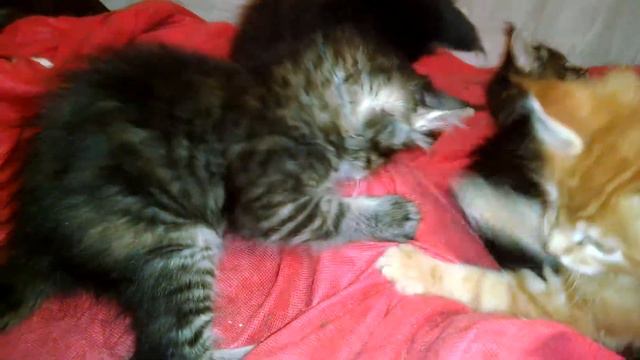 Elite kittens. Элитные котята породы Мейн кун или кошечка которая умеет гавкать на колокольчик. смотреть онлайн