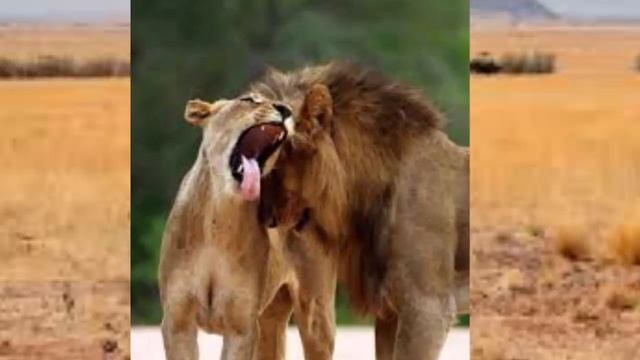 Лев подобен царю зверей смотреть онлайн