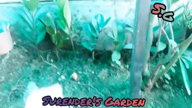 Zamioculcas zamiifolia plant propagation смотреть онлайн