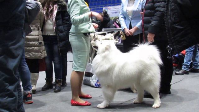 Выставка собак "Зимний кубок 2017" Харьков. 29.01.2017. смотреть онлайн
