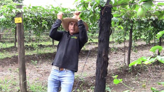 Tutorado en Maracuyá / Tutoring system in Passion fruit / Репетиторская система в Маракуйе / 百香果 смотреть онлайн