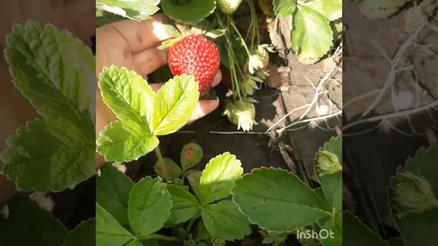 Мечта садовода ФЛОРИДА БЬЮТИ ремонтантный сорт клубники смотреть онлайн