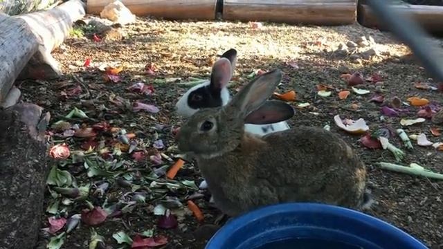 Домашняя ФЕРМА: кормление животных смотреть онлайн