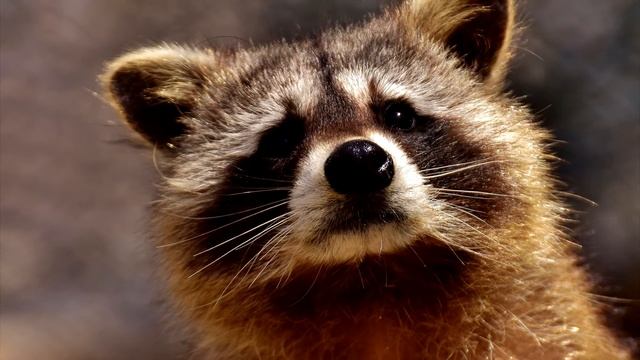 ЗВУКИ ЕНОТА, КАК ГОВОРИТ ЕНОТ