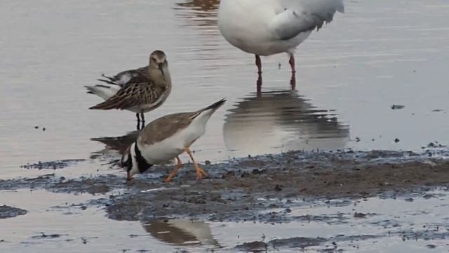 Галстучник - Charadrius hiaticula.mp4 смотреть онлайн