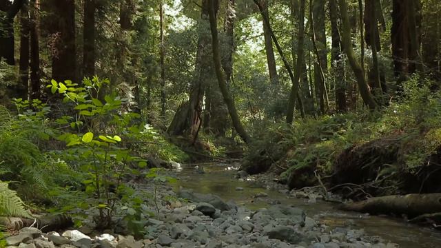 Earth Element-The 4 Elements Experimental Documentary