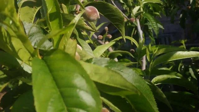 Нормирование персика урожаем. смотреть онлайн