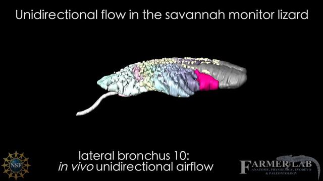 3D model of a savannah monitor lizard lung anatomy смотреть онлайн
